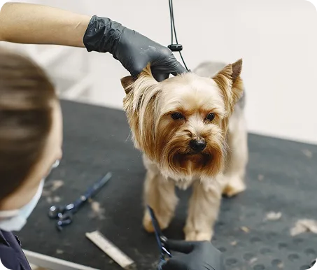Because Every Pet Deserves Pampering - 星空体育1