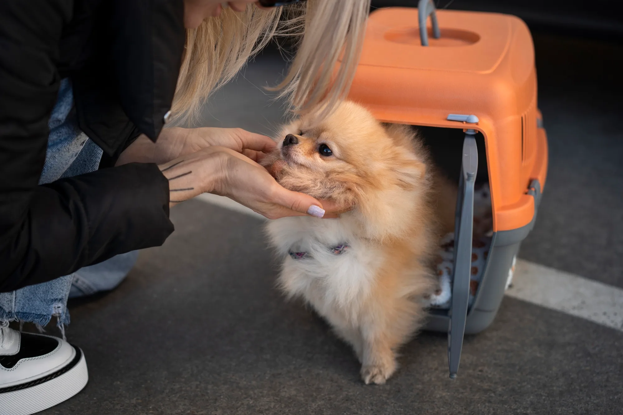 Because Every Pet Deserves Pampering - 星空体育1